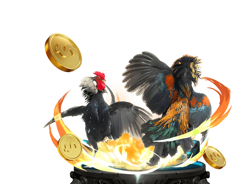 Đá Gà Thomo ibet68